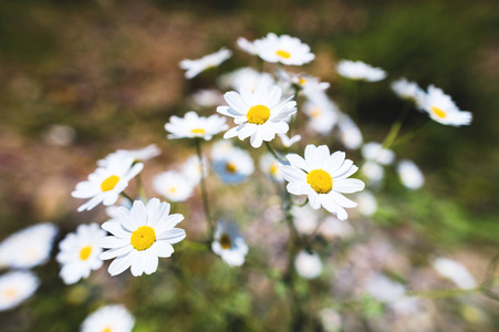 药用洋甘菊图片-药用洋甘菊素材-药用洋甘菊插画-摄图新视界