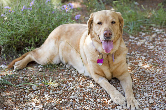 拉布拉多母狗甜蜜的微距肖像五千万像素