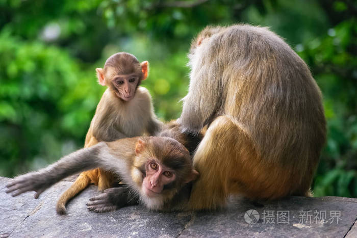 尼泊尔加德满都的一个寺庙里，一只猴子在抓挠其他猴子