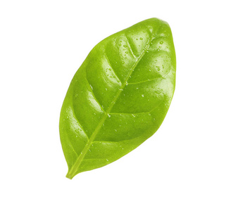 咖啡叶,白色上有独立的水滴绿色叶子与水滴上白色孤立美丽的绿色叶用