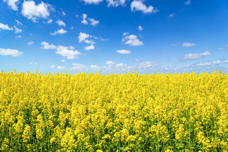 蓝天下油菜花田景观.色彩斑斓的说唱.瑞典乌克兰色照片