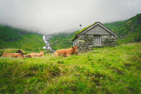 在挪威的一个古老的石屋附近,牛群在浓雾和群山中,还有瀑布.