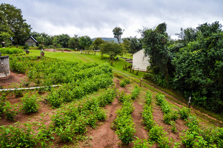 南非sabie Mpumalanga农场的桑叶和植物栽培相似素材图片 摄图新视界