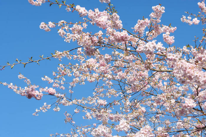 美丽的 自然 开花 日本人 植物区系 植物 日本 季节 春天