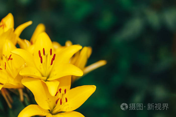 夏日花园里鲜艳的黄色百合花照片 正版商用图片2mx0uu 摄图新视界