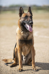 警犬训练旋转我的狗一个微笑训练的德国牧羊犬在一个绿色的领域保持