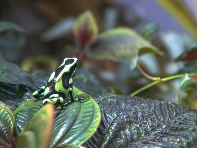 绿黑相间的毒镖蛙坐在树叶上图片