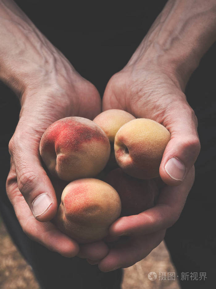 男人拿着刚收获的有机桃子
