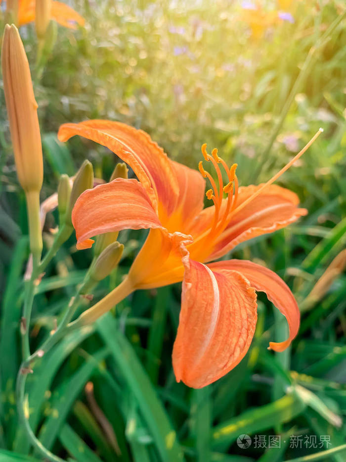 阳光明媚的日子里的桔黄色百合天然墙纸美丽的花朵