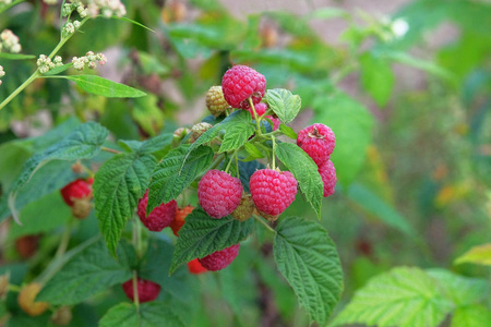 多汁成熟的红浆果.照片