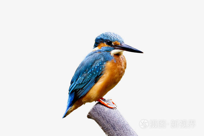 thecommonkingfisheralcedoatthisbeautifulbirdonwhiteba