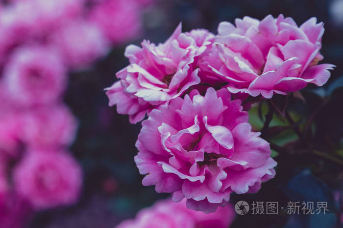 夏天 玫瑰 美女 特写镜头 颜色 自然 开花 花瓣 美丽的
