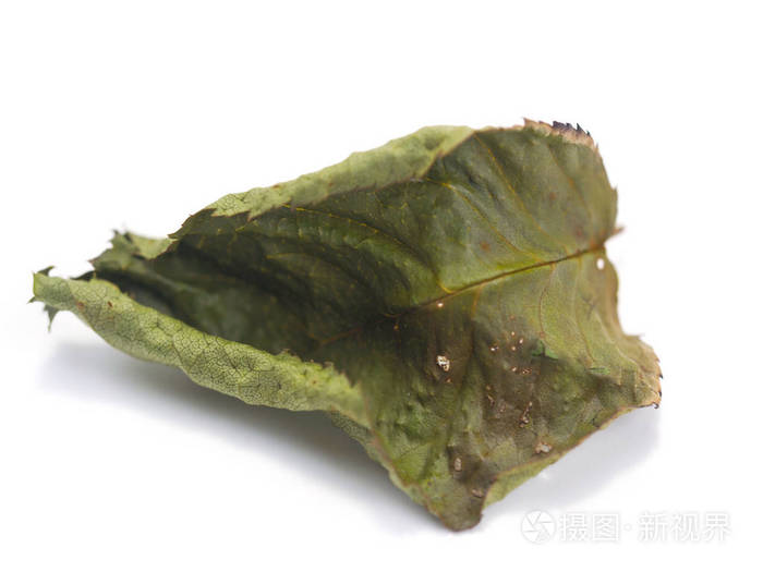  Dried Rose leaves on white background