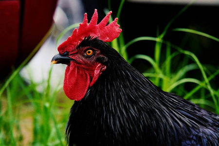 黑公鸡特写照片