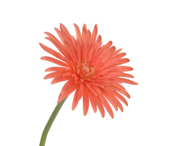 白底非洲菊照片