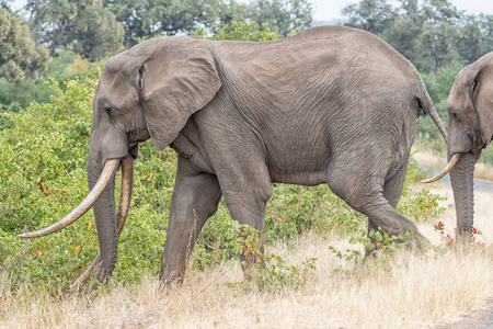 长着大獠牙的非洲象在走路图片