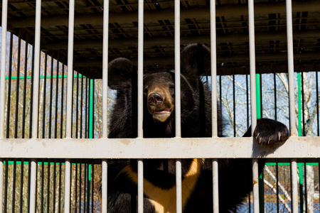 动物园里被圈养的亚洲黑熊.铁笼.摄影图