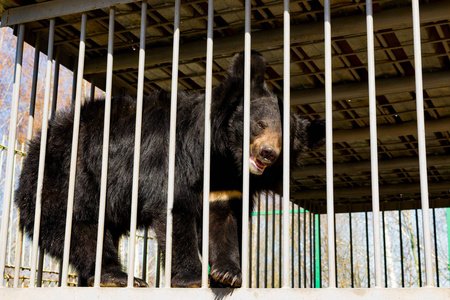 动物园里被圈养的亚洲黑熊.铁笼.照片