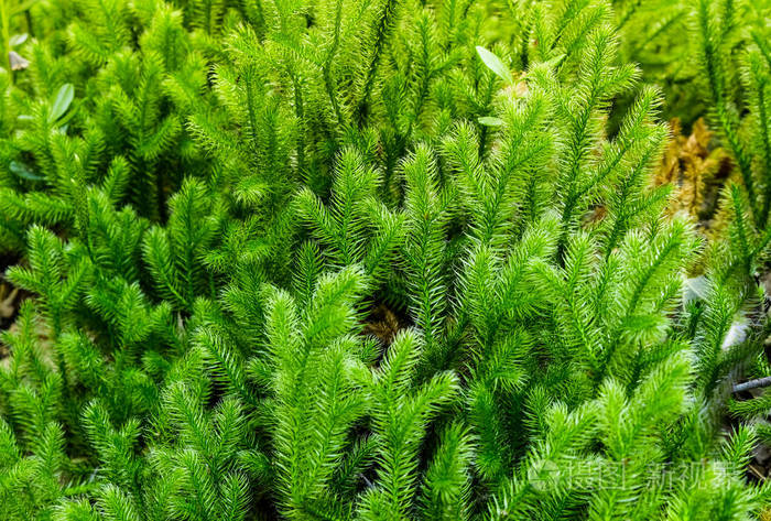 生长在夏季森林中的天然绿色石松属植物俄罗斯西西伯利亚