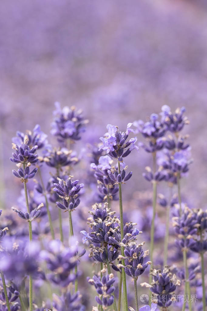 薰衣草地上盛开的薰衣草照片-正版商用图片2n0cvw-摄图新视界
