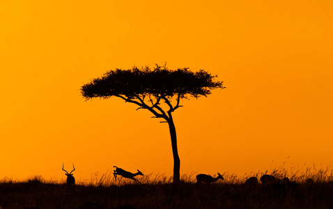 在金色的非洲日落下跳跃黑斑羚图片