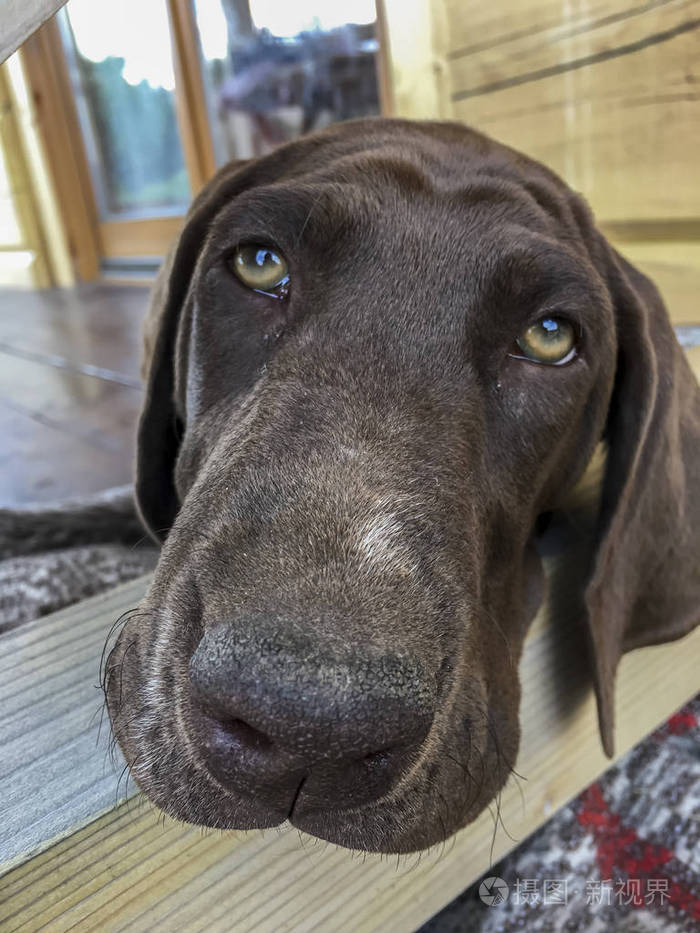 德国短毛猎犬犬犬种头