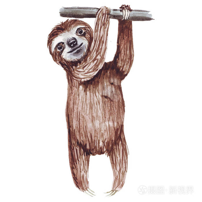 水彩手绘可爱的树懒挂在树上.懒散风格的卡通小动物插图.