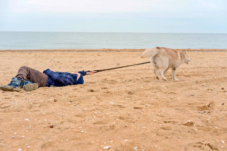 水开了哈士奇狗拉着男孩的皮带,跑开了,拖着孩子沿着沙滩上的沙滩.
