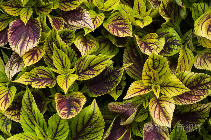 一个公共花园里紫罗兰叶的特写镜头