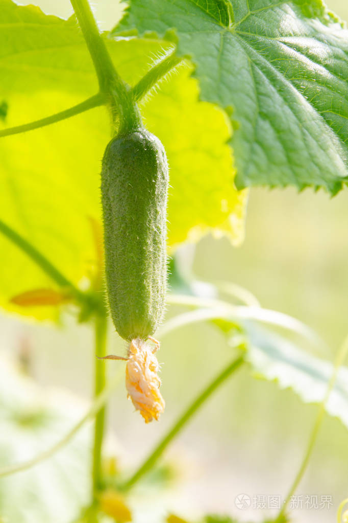 温室里成熟的黄瓜挂在树枝上照片-正版商用图片2n3n18-摄图新视界