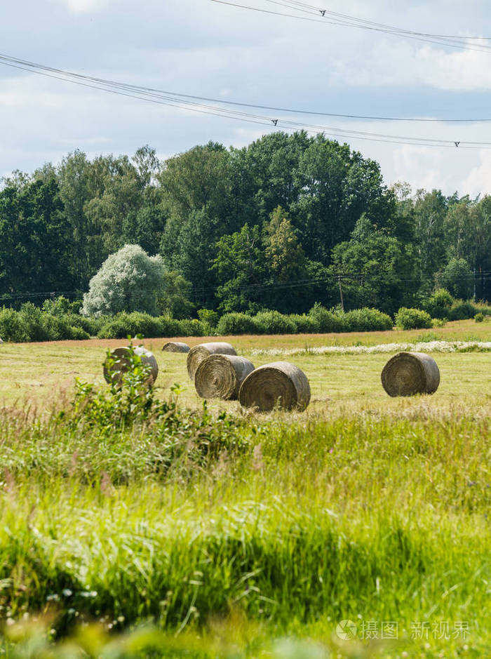 无边无际的麦田夏季乡村景观