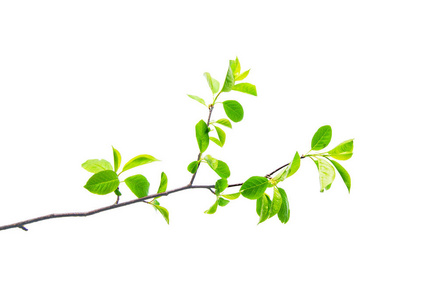 springtwigwithpointedleavesisolatedonwhite 照片