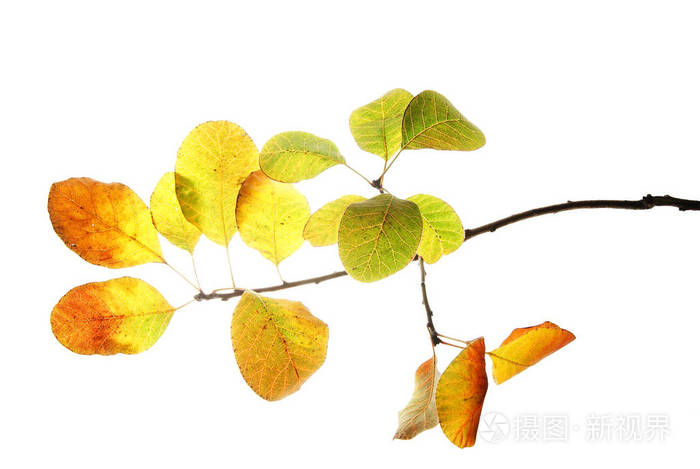 白色背景上孤立的烟树枝