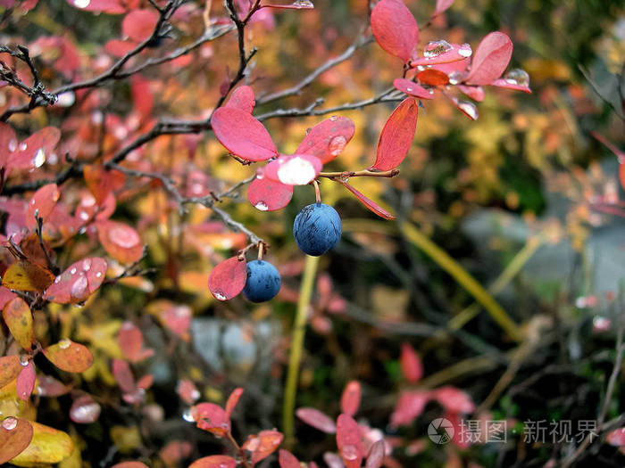 蓝莓叶子上的水滴红叶