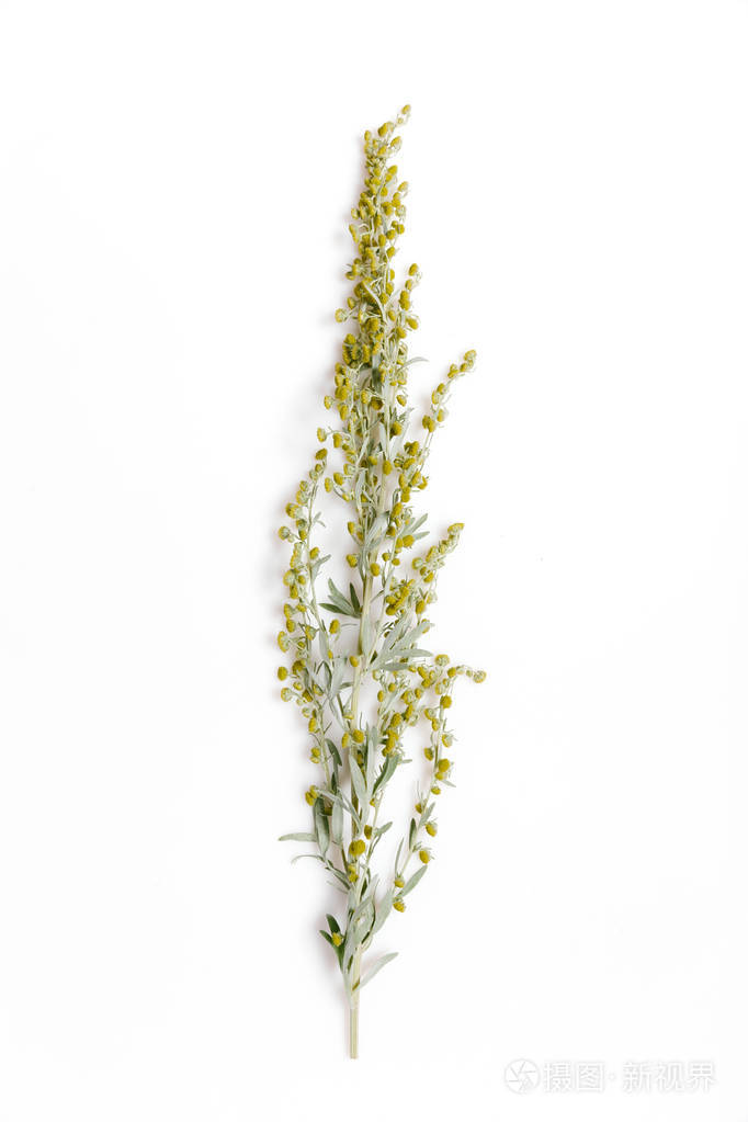 药材山艾蒿艾蒿白底艾蒿