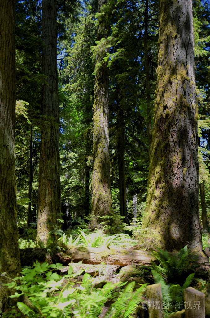 加拿大麦克米伦省公园温哥华岛大教堂林荫中郁郁葱葱的巨树雨林