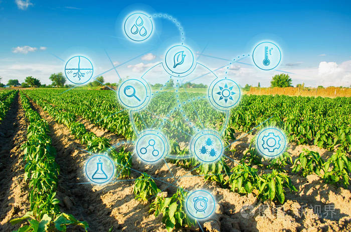 现代农业.阳光明媚的日子里的菜地.新鲜的绿色蔬菜.农业的创新和发展.