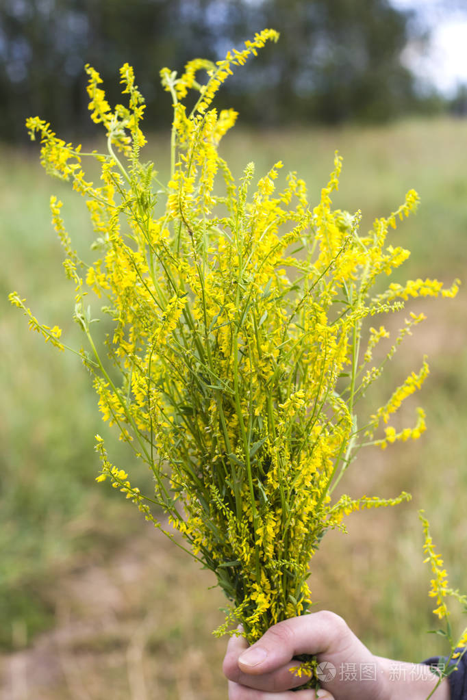 野生草丛中的甘草在大自然的手中