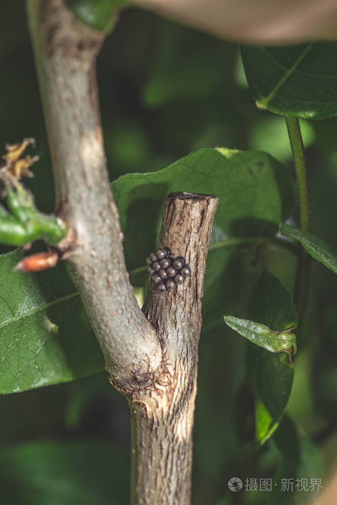 几枚深色的蝴蝶蛋粘在树枝上照片-正版商用图片2n6nj2-摄图新视界
