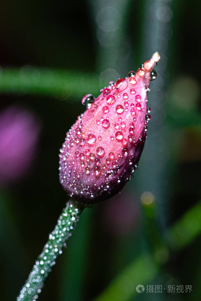 粉红色的韭菜花表面有几滴水珠