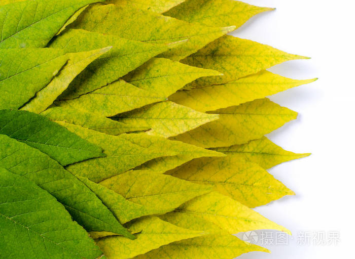 秋天的背景明亮的叶子从绿色到黄色秋天树叶的渐变色