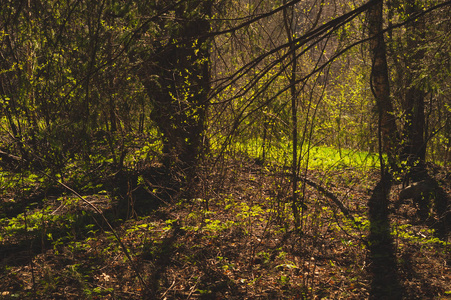 树干和绿色植物杂草丛生的森林.树木和植物自然背景照片