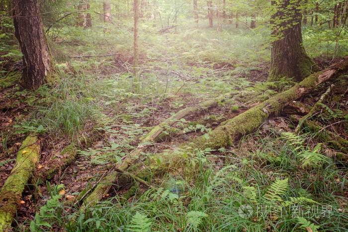 植物区系 夏天 灌木 森林 自然 绿色植物