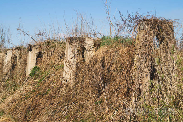 森林里杂草丛生的废墟旧废弃建筑