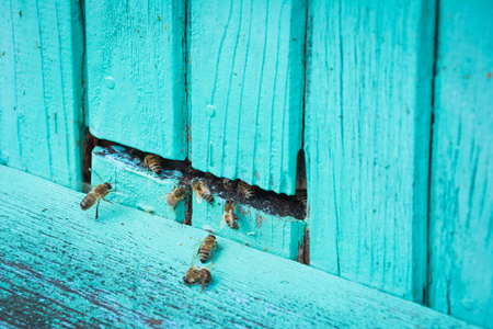 蜂房里的蜂巢图片