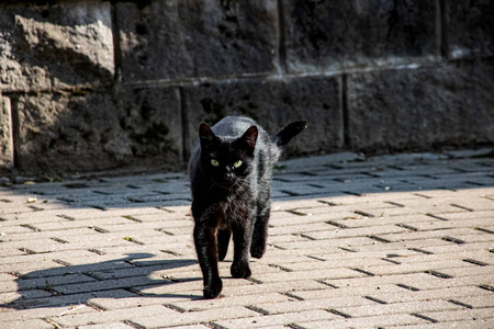 人行道上的黑猫特写图片
