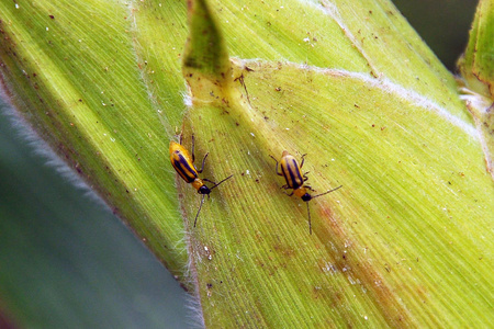 蛇床子科图片-蛇床子科素材-蛇床子科插画-摄图新视界