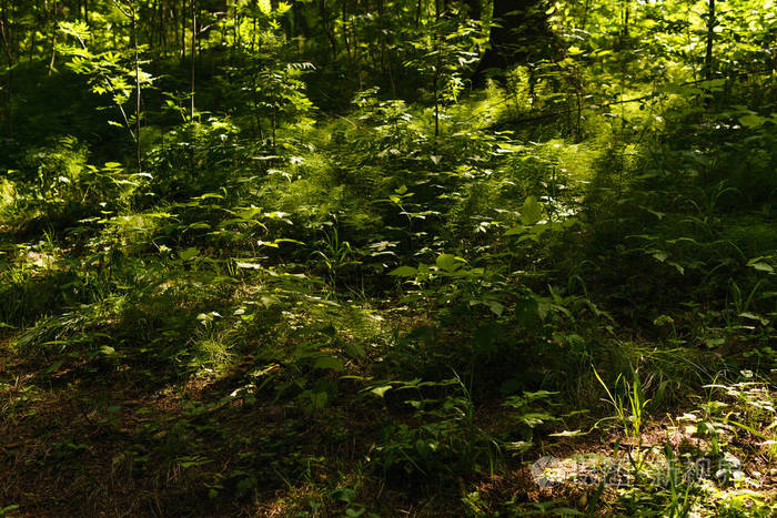 森林中的灌木丛