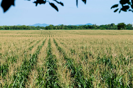 农园玉米田照片