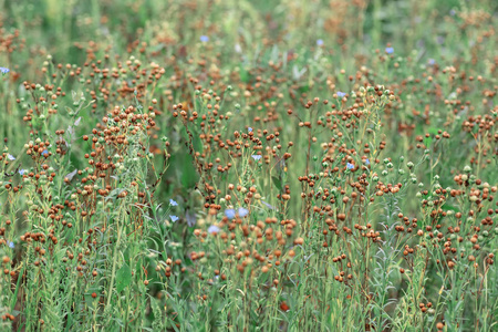 成熟的亚麻籽植物照片